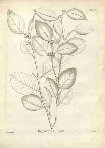 Illustration Eucalyptus ovata, Par La Billardiere J.-J. Houton de ( Novae Hollandiae platarum specimen, vol. 2: t. 153, 1804) [P.J. Redouté], via plantillustrations.org 