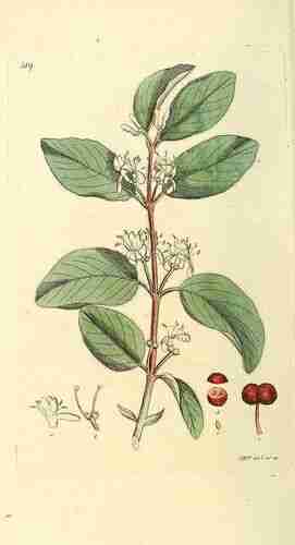 Illustration Lonicera xylosteum, Svensk botanik [J.W. Palmstruch et al] (vol. 5: t. 319, 1807), via plantillustrations.org 