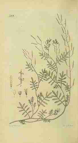 Illustration Cardamine parviflora, Svensk botanik [J.W. Palmstruch et al] (vol. 8: t. 568 ; 1807), via plantillustrations.org 