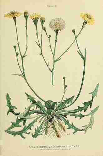 Illustration Leontodon autumnalis, Par Clark G.H., Fletcher J. (Farm weeds of Canada, t. 31, 1906) [N. Criddle], via plantillustrations.org 