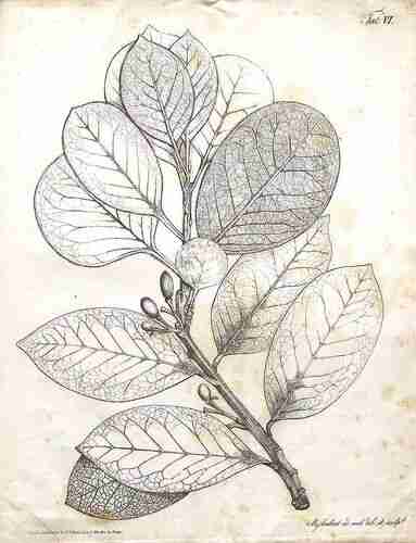Illustration Laurus azorica, Par Seubert M.A. (Flora Azorica, t. 6, 1844) [M.A. Seubert], via plantillustrations.org 
