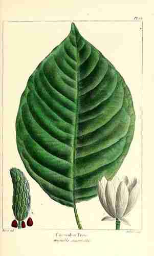 Illustration Magnolia acuminata, Par Michaux F.A. (The North American sylva, vol. 2: t. 53, 1662) [P. Bessa], via plantillustrations.org 