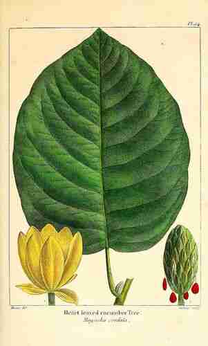 Illustration Magnolia acuminata, Par Michaux F.A. (The North American sylva, vol. 2: t. 54, 1662) [P. Bessa], via plantillustrations.org 