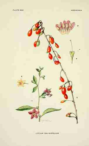 Illustration Lycium barbarum, Addisonia (vol. 18: t. 602, 1933-1934) [M.E. Eaton], via plantillustrations.org 