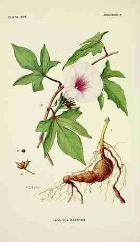 Illustration Ipomoea batatas cv. 'Margarita', Par Addisonia (vol. 9: t. 306, 1924) [M.E. Eaton], via plantillustrations 