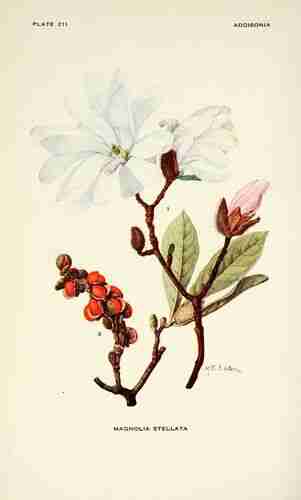 Illustration Magnolia stellata, Addisonia (vol. 6: t. 211, 1921) [M.E. Eaton], via plantillustrations.org 