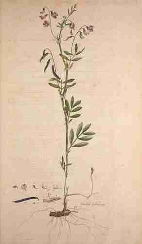 Illustration Lathyrus tuberosus, Par Curtis W. (Flora Londinensis, vol. 1: t. 53, 1775-1777), via plantillustrations.org 