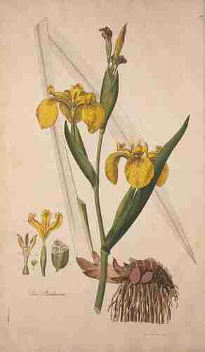 Illustration Iris pseudacorus, Par Curtis W. (Flora Londinensis, vol. 3: t. 4[197], 1778-1781), via plantillustrations.org 