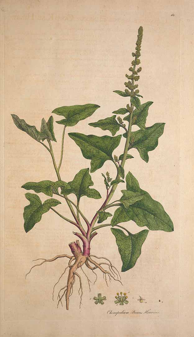 Illustration Chenopodium bonus-henricus, Par Curtis W. (Flora Londinensis, vol. 3: t. 17[184], 1778-1781), via plantillustrations 