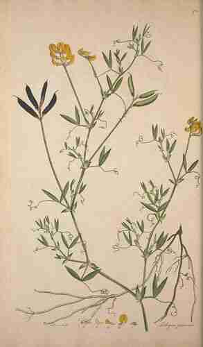 Illustration Lathyrus pratensis, Par Curtis W. (Flora Londinensis, vol. 3: t. 44[170], 1778-1781), via plantillustrations.org 