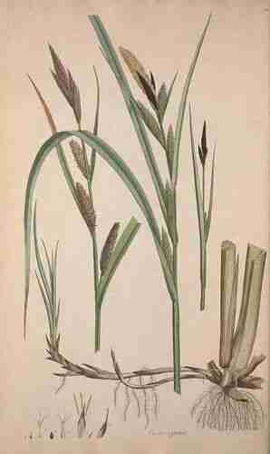Illustration Carex riparia, Par Curtis W. (Flora Londinensis, vol. 4: t. 60[281] ; 1781-1784), via plantillustrations.org 