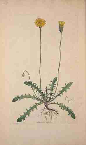 Illustration Leontodon hispidus, Par Curtis W. (Flora Londinensis, vol. 5: t. 56, 1784-1788), via plantillustrations.org 