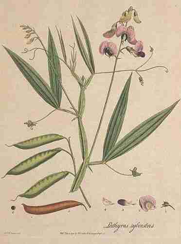 Illustration Lathyrus sylvestris, Par Curtis W. (Flora Londinensis, vol. 6: t. 52, 1789-1798), via plantillustrations.org 
