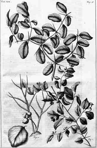 Illustration Flacourtia indica, Par Rumphius G.E. (Herbarium amboinense, Auctuarium, vol. 7: p. 36, t. 19, fig. 1,2, 1755), via plantillustrations 