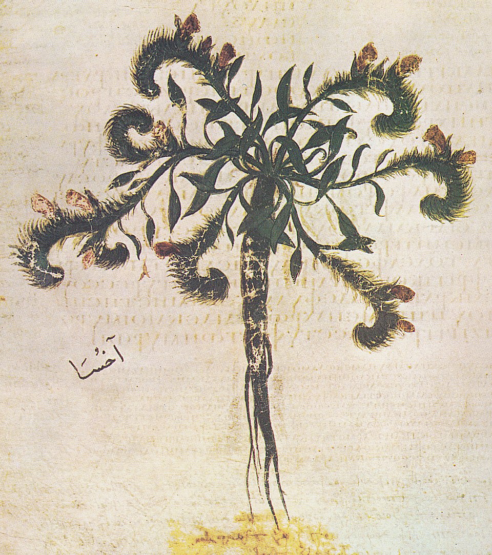 Illustration Alkanna tinctoria, Par Wiener Dioskurides, via wikimedia 