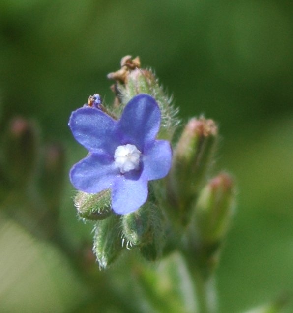 Illustration Alkanna tinctoria, Par Doronenko, via wikimedia 