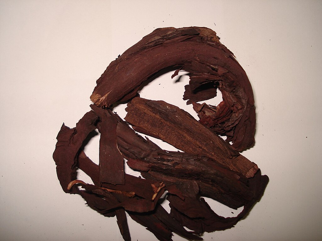 Illustration Alkanna tinctoria, Par Miansari66, via wikimedia 