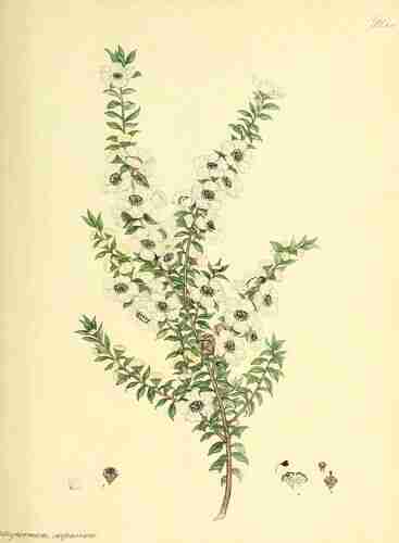 Illustration Leptospermum scoparium, Par Andrews H.C. (The botanist´s repository, vol. 10: t. 622, 1810-1812), via plantillustrations.org 