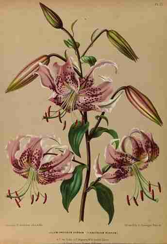 Illustration Lilium speciosum, Par Eeden A.C. van, Album van Eeden (Haarlem´s flora, afbeeldingen in kleurendruk van verschillende bol- en knolgewassen, p. 10, t. 15, 1872-1881), via plantillustrations.org 