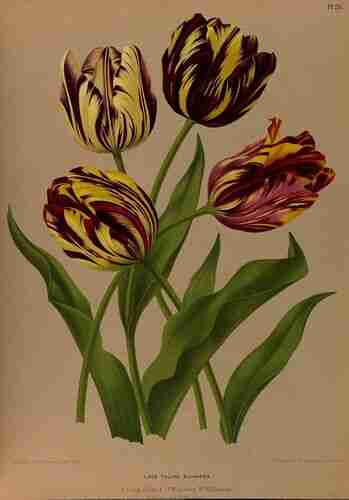 Illustration Tulipa x sp, Par Eeden A.C. van  (Album van Eeden, Haarlem´s flora, afbeeldingen in kleurendruk van verschillende bol- en knolgewassen, p. 19, t. 26 ; 1872-1881), via plantillustrations.org 