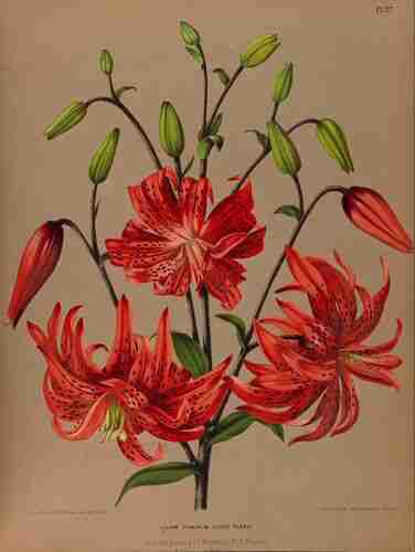 Illustration Lilium lancifolium, Par Eeden A.C. van, Album van Eeden (Haarlem´s flora, afbeeldingen in kleurendruk van verschillende bol- en knolgewassen, p. 19, t. 27, 1872-1881), via plantillustrations.org 