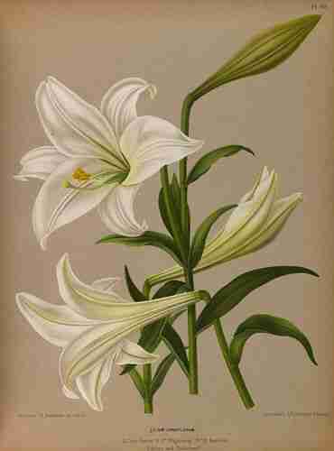 Illustration Lilium longiflorum, Par Eeden A.C. van, Album van Eeden (Haarlem´s flora, afbeeldingen in kleurendruk van verschillende bol- en knolgewassen, p. 37, t. 50, 1872-1881), via plantillustrations.org 