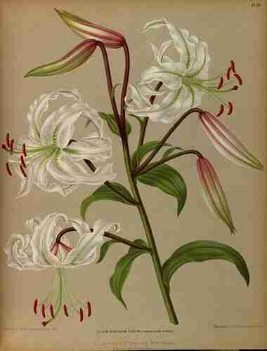Illustration Lilium speciosum, Par Eeden A.C. van, Album van Eeden (Haarlem´s flora, afbeeldingen in kleurendruk van verschillende bol- en knolgewassen, p. 44, t. 59, 1872-1881), via plantillustrations.org 