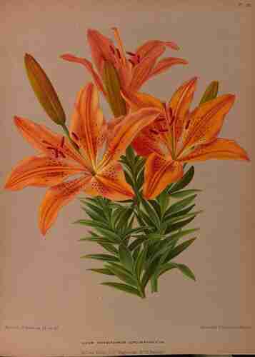 Illustration Lilium maculatum, Par Eeden A.C. van, Album van Eeden (Haarlem´s flora, afbeeldingen in kleurendruk van verschillende bol- en knolgewassen, p. 57, t. 76, 1872-1881), via plantillustrations.org 