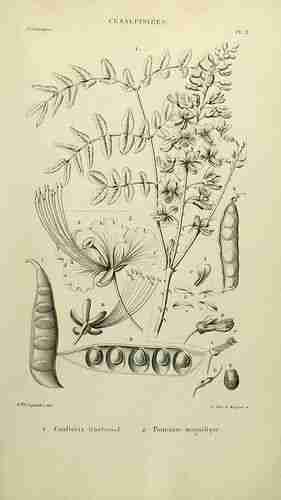 Illustration Caesalpinia spinosa, Par Spach E. (Histoire naturelle des végétaux, Atlas, t. 2, fig. 1 ; 1834-1847) [M.elle F. Legendre], via plantillustrations.org 