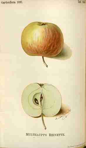 Illustration Malus domestica, Par Gartenflora [E. von Regel] (vol. 46: t. 1440 ; 1897), via plantillustrations.org 