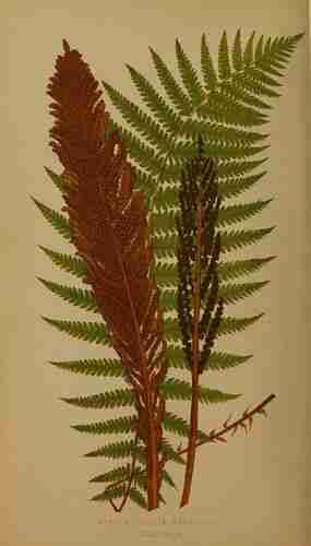 Illustration Matteuccia struthiopteris, Par Lowe E.J. (Ferns: British and exotic, vol. 2: p. 137, t. 63 ; 1839), via plantillustrations.org 