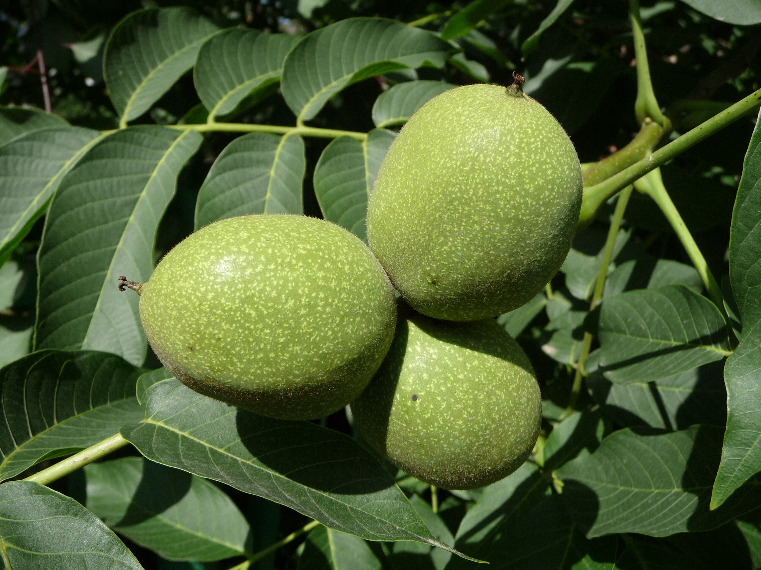 Illustration Juglans regia, Par George Chernilevsky, via wikimedia 