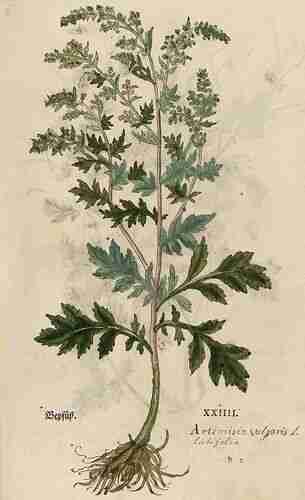Illustration Artemisia vulgaris, Par Fuchs L. (New Kreüterbuch, t. 26 ; 1543), via plantillustrations 
