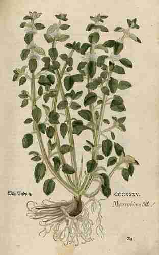 Illustration Marrubium vulgare, Par Fuchs L. (New Kreüterbuch, t. 335 ; 1543), via plantillustrations.org 