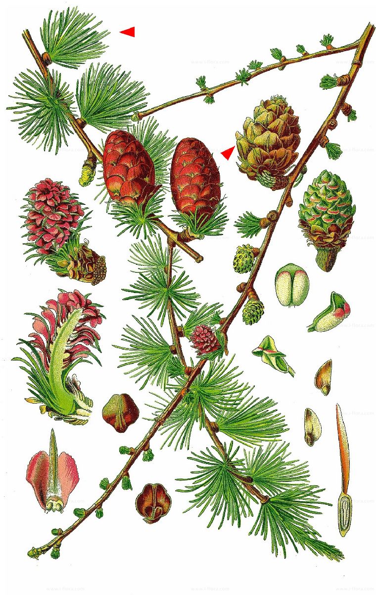 Illustration Larix decidua, Par Prof.+Dr.+Otto+Wilhelm+Thom%C3%A9%2C+Flora+von+Deutschland%2C+%C3%96sterreich+und+der+Schweiz+1885%2C+Gera%2C+Allemagne, via wikimedia 