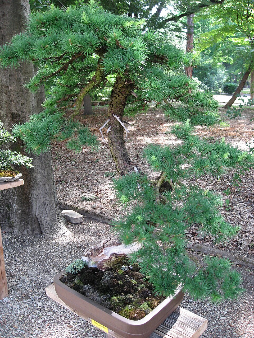 Illustration Larix decidua, Par Lin%C3%A91, via wikimedia 