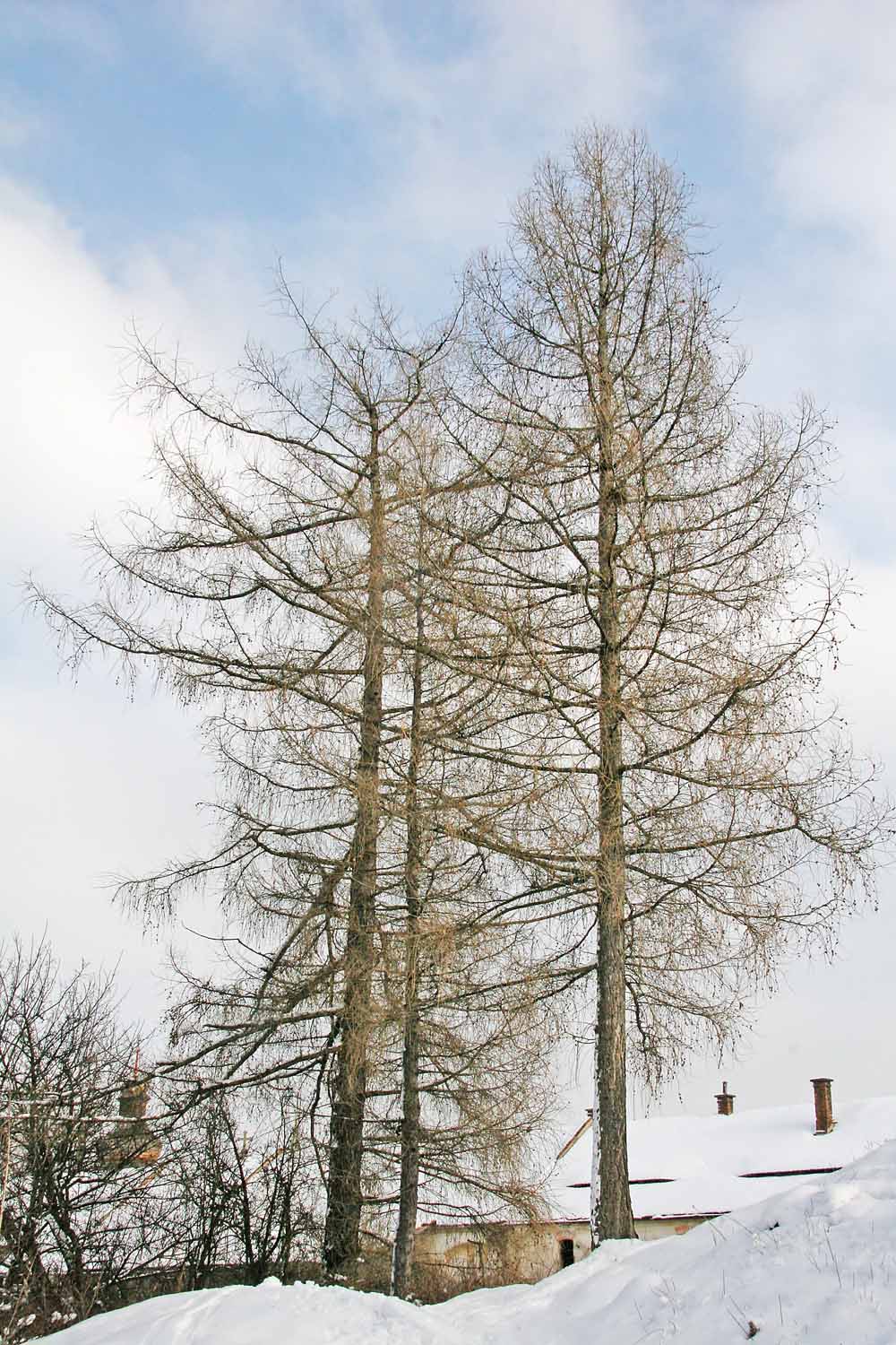 Illustration Larix decidua, Par Prazak, via wikimedia 