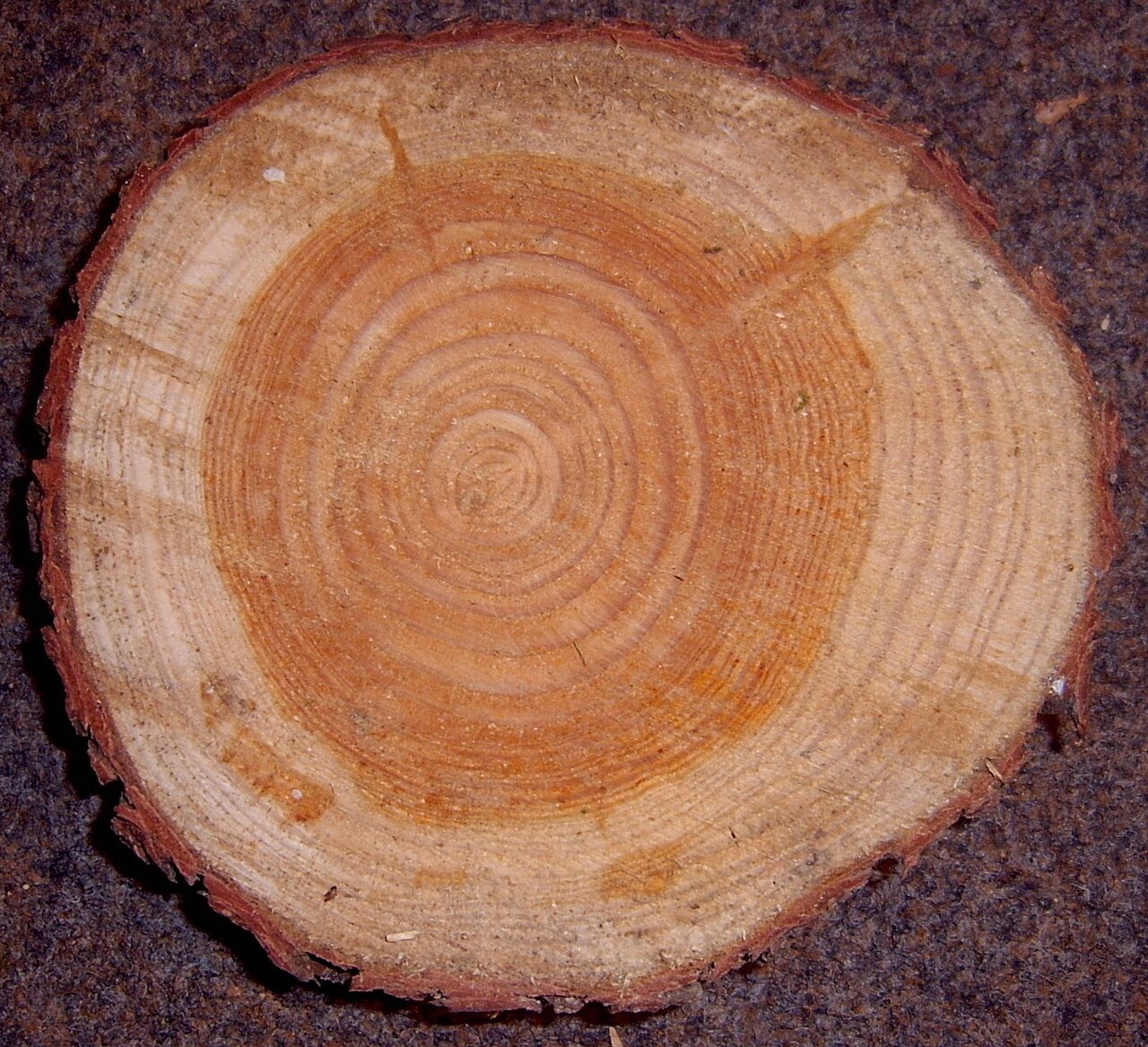 Illustration Larix decidua, Par Lumbar, via wikimedia 