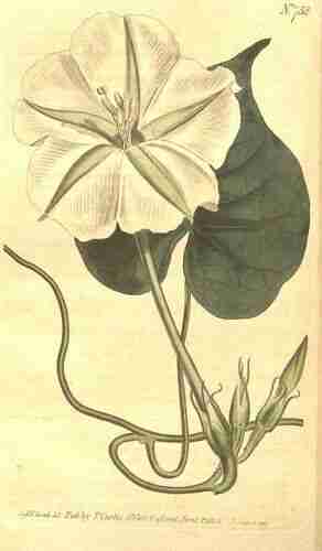 Illustration Ipomoea alba, Curtis´s Botanical Magazine (vol. 20: t. 752, 1804) [S.T. Edwards], via plantillustrations.org 