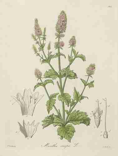 Illustration Mentha spicata, Par Kohl F.G. (Die officinellen Pflanzen der Pharmacopoea Germanica, t. 140 ; 1891-1895) [F.G. Kohl], via plantillustrations 