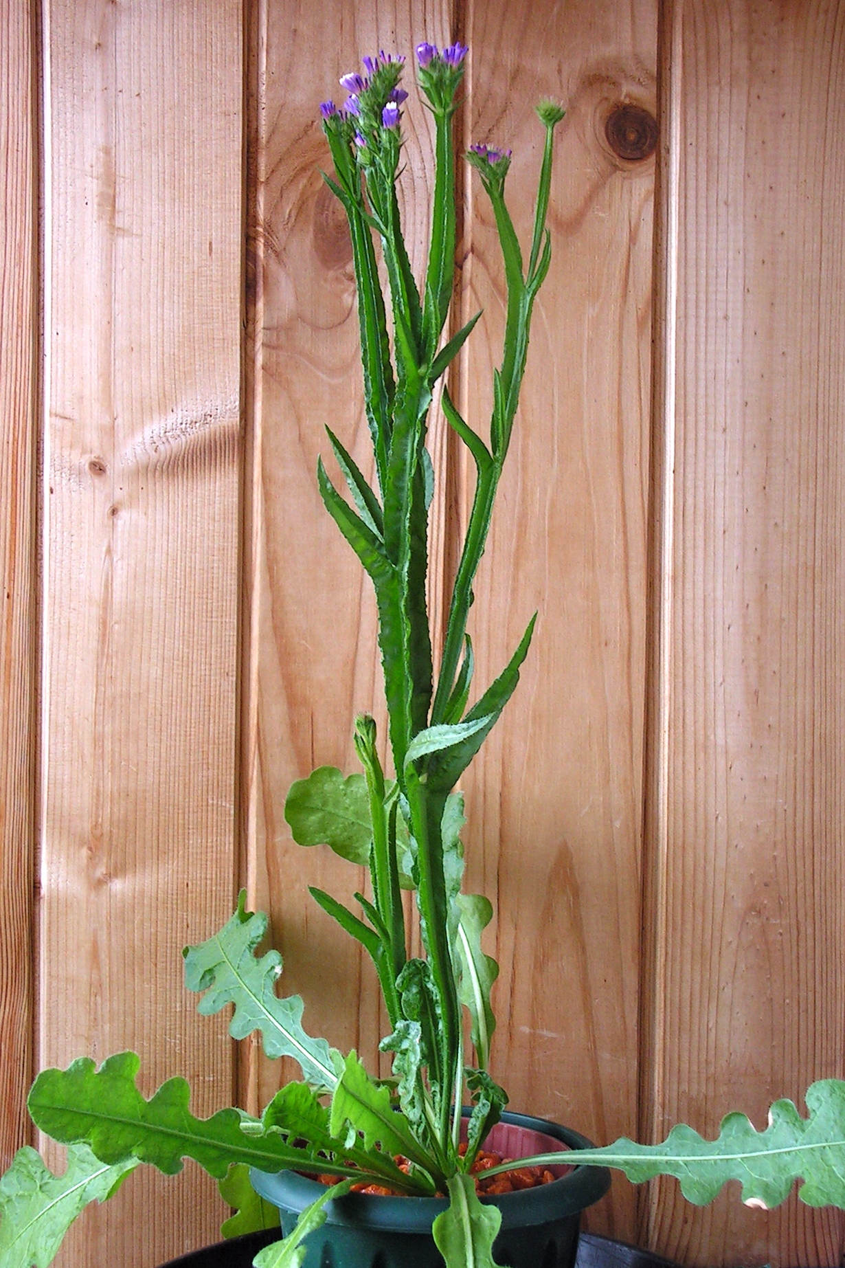 Illustration Limonium sinuatum, Par Bff, via wikimedia 