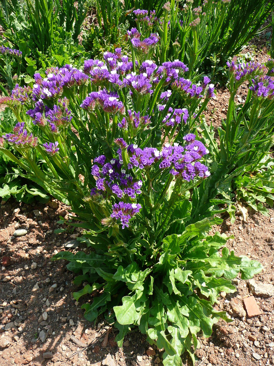 Illustration Limonium sinuatum, Par Nevit+Dilmen, via wikimedia 