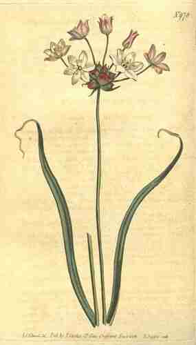 Illustration Allium roseum, Par Curtis´s Botanical Magazine (vol. 25: t. 97 ; 1807) [S.T. Edwards], via x 