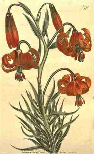 Illustration Lilium pomponium, Curtis´s Botanical Magazine (vol. 25: t. 971, 1807) [S.T. Edwards] , via plantillustrations.org 