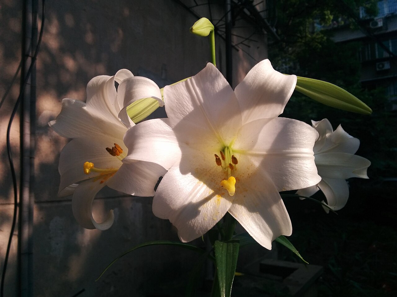 Illustration 19284_Lilium_brownii_wikimedia_Lilium_brownii_var._viridulum-IMG_20170517_074708.jpg