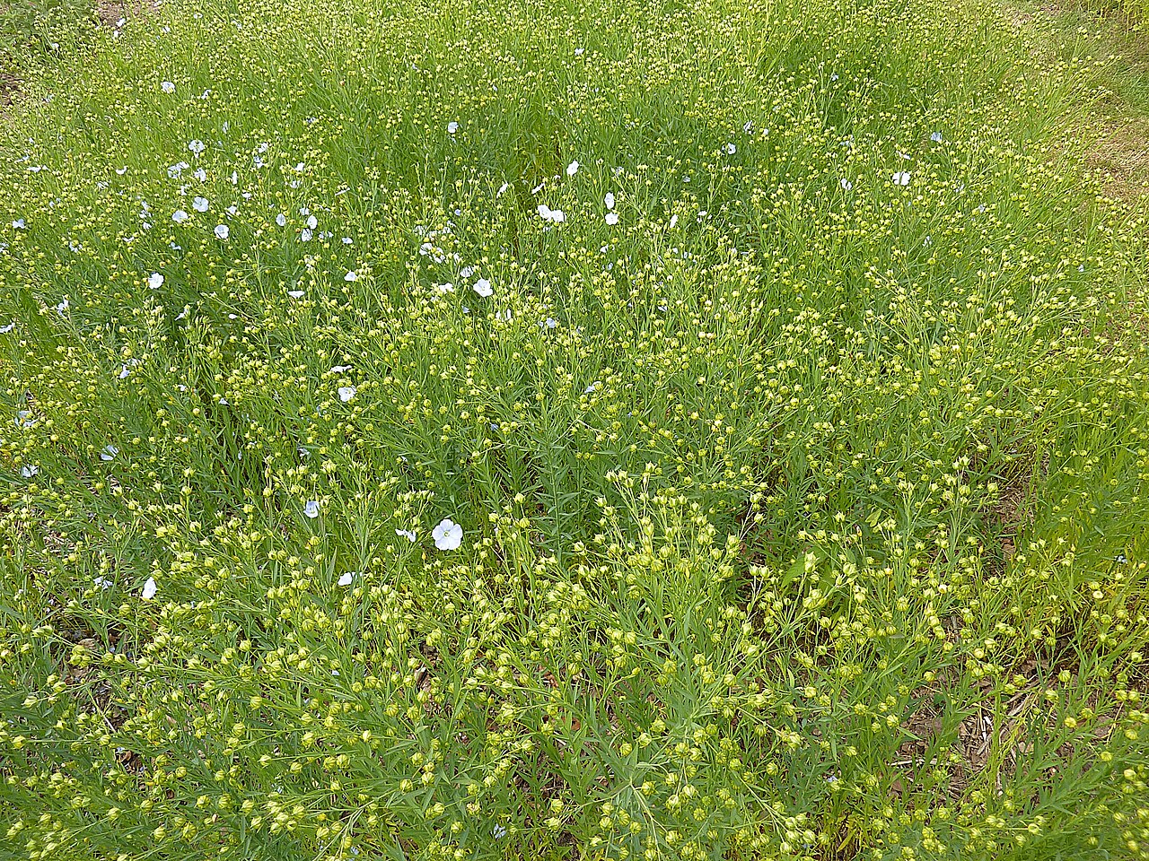 Illustration Linum usitatissimum, Par Moreau.henri, via wikimedia 