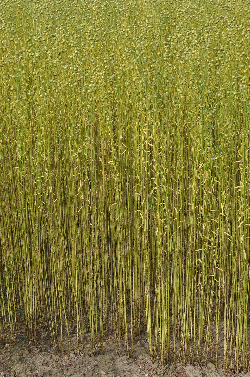 Illustration Linum usitatissimum, Par BERTFR, via wikimedia 