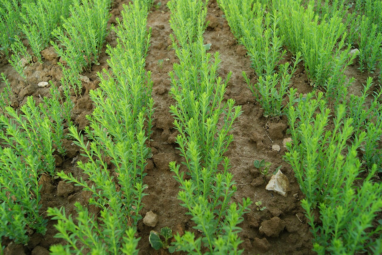Illustration Linum usitatissimum, Par BERTFR, via wikimedia 