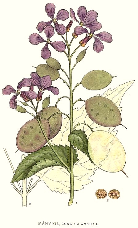 Illustration Lunaria annua, Par Carl+Axel+Magnus+Lindman+%281856%E2%80%931928%29, via wikimedia 