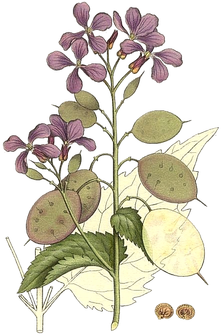 Zoom illustration 19758_Lunaria_annua_wikimedia_212_Lunaria_annua.png